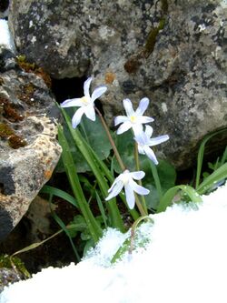 Sabine Beckmann Scilla nana near Katharo E pass 4 05.jpg