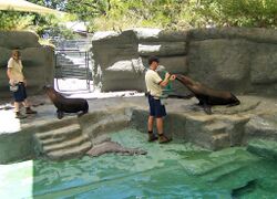 Seals@melb zoo.jpg