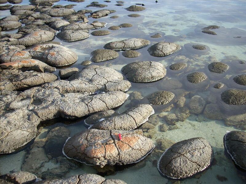 File:Shark Bay stromatolites.jpg
