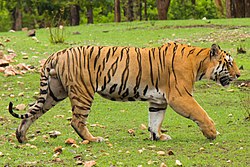 Sher Khan (cropped).jpg