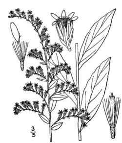 Solidago latissimifolia01.jpg