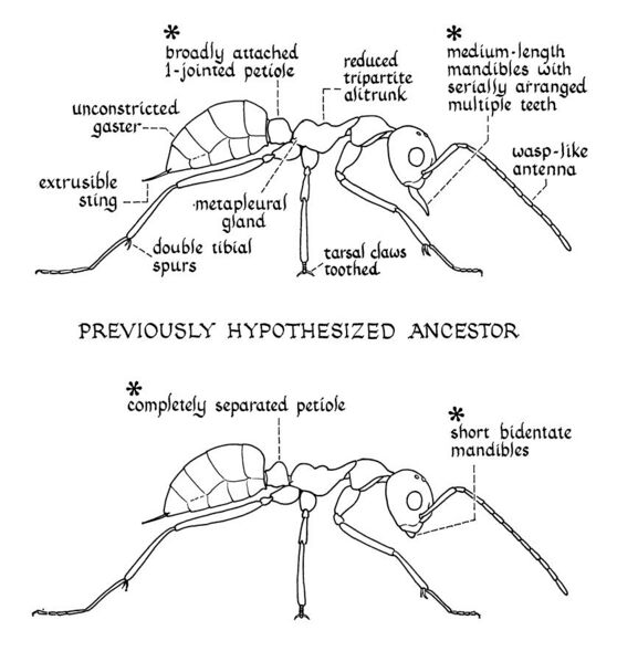 File:Sphecomyrma ancestor and hypothesized ancestor drawing (Wilson, Carpenter and Brown 1967).jpg