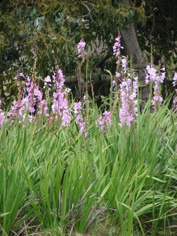 Starr 070308-5443 Watsonia borbonica.jpg