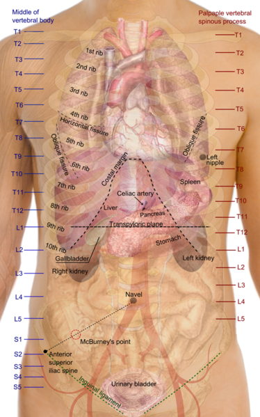 File:Surface projections of the organs of the trunk.png