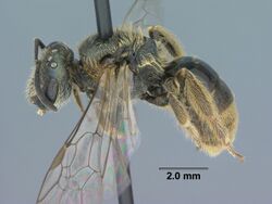 Sweat bee (Lasioglossum bruneri) ♀ (9687657023).jpg