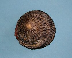 Tegula regina (6477936735).jpg