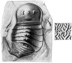 A photograph showing the top view of a fossil of Tylopterella, a closely related onychopterellid genus