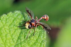 Thick-headed fly (Physocephala vittata) Portugal.jpg