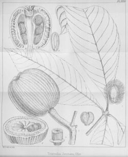 Touroulia Jenmani Hookers Icones Plantarum 1998.jpg