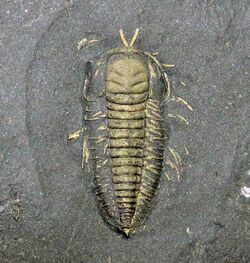 Triarthrus eatoni (pyritized fossil trilobite with appendages) (Whetstone Gulf Formation, Upper Ordovician; Lewis County, New York State, USA) 2.jpg