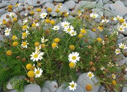 Tripleurospermum maritimum Borth.jpg