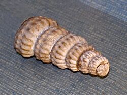 Turrilitidae - Turrilites costatus.JPG