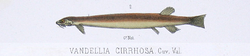 Vandellia cirrhosa - 1856 drawing.png