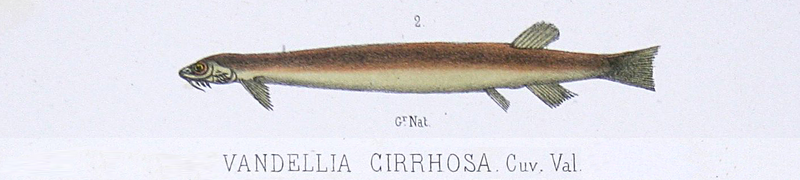 File:Vandellia cirrhosa - 1856 drawing.png