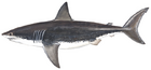 White shark (Duane Raver).png