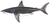 White shark (Duane Raver).png