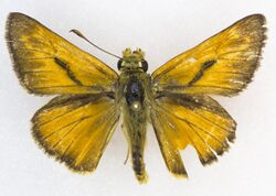 Yuma Skipper, Ochlodes yuma, male, Bridger Jack Mesa, 6100', Bear's Ears National Monument, Utah. 28 July 2019, Robb Hannawacker (49531681122).jpg