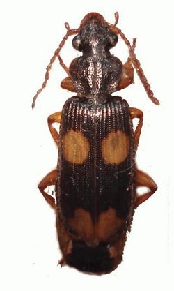 ZooKeys - Macrocheilus bensoni.jpg