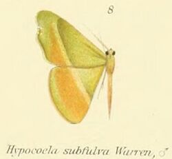 08-Hypocoela subfulva Warren, 1897.JPG