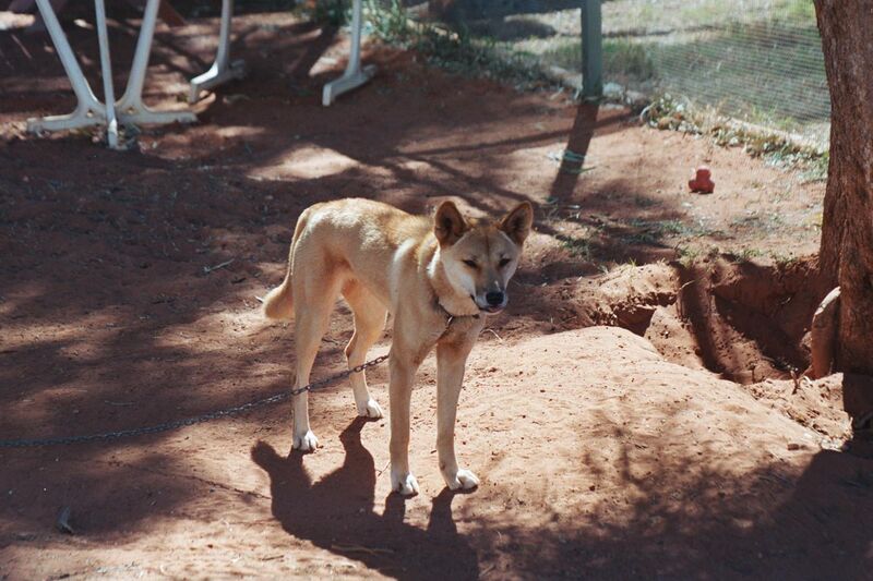 File:1208 To Alice Springs - Baby Dingo.jpg