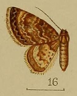 16-Gymnoscelis lobata=Micrulia catocalaria (Snellen, 1881).JPG