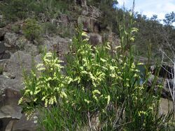 2014-09-13 Hardings Falls 079 - Acacia mucronata - Catterpillar Wattle - flowers (15638471740).jpg