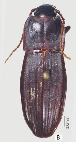 Abacoleptus paradoxus ZooKeys-147-337-g017 B.jpg
