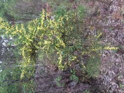 Acacia urophylla habit.jpg