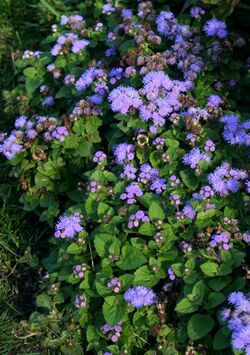 Ageratum houstonianum (alverson).jpg