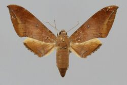 Ambulyx celebensis BMNHE822926 female up.jpg