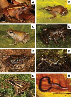 Amphibians (10.3897-zse.92.9948) Figure 3.jpg