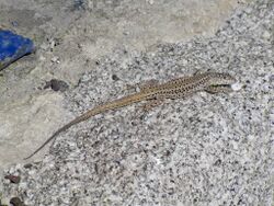 Andalusian Wall Lizard (Podarcis vaucheri).jpg