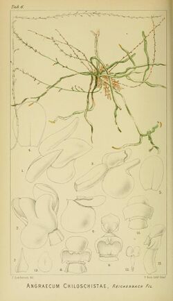 Angraecum chiloschistae - Harry Bolus - Orchids of South Africa - volume I tab. 6 (1896).jpg