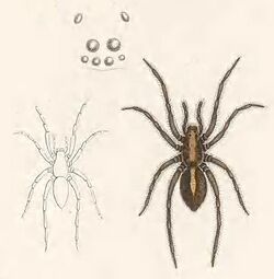Arctosa fulvolineata is a wolf spider species in the genus Arctosa found in Europe, Mallorca and North Africa.