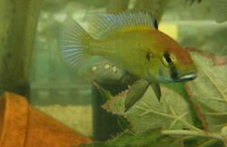 Astatotilapia sp. "Chilingali".jpg