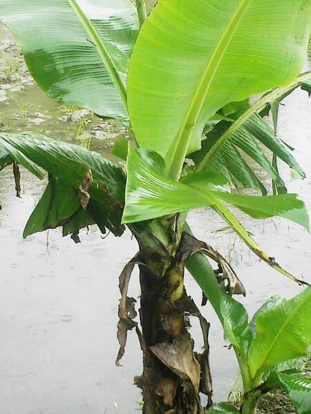File:Baby Banana Plant.jpg