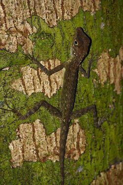 Bay Island forest lizard IMG 2189.jpg
