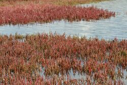 Beaded glasswort mid.JPG