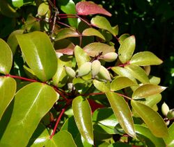 Berberis gracilis 2.jpg