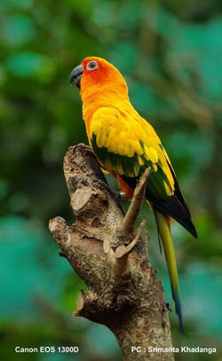 Birds Sun Conure.jpg