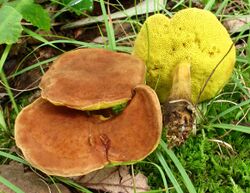 Boletus innixus 247302.jpg