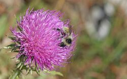 Bombus mesomelas111.jpg