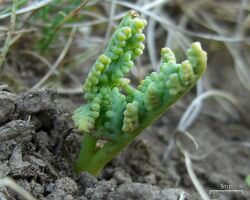 Botrychium paradoxum.jpg