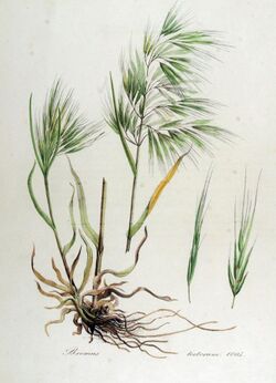 Bromus tectorum — Flora Batava — Volume v13.jpg