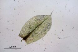 Bryum elegans (a, 143612-472509) 9920.JPG