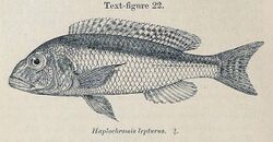 Buccochromis lepturus.jpg