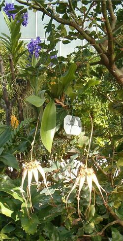 Bulbophyllum ornatissimum OrchidsBln0906.jpg