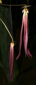 Bulbophyllum plumatum Orchi 081.jpg