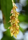 Bulbophyllum sterile13.12.2018 - cropped.jpg