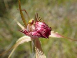 Caladenia arenicola (02).jpg